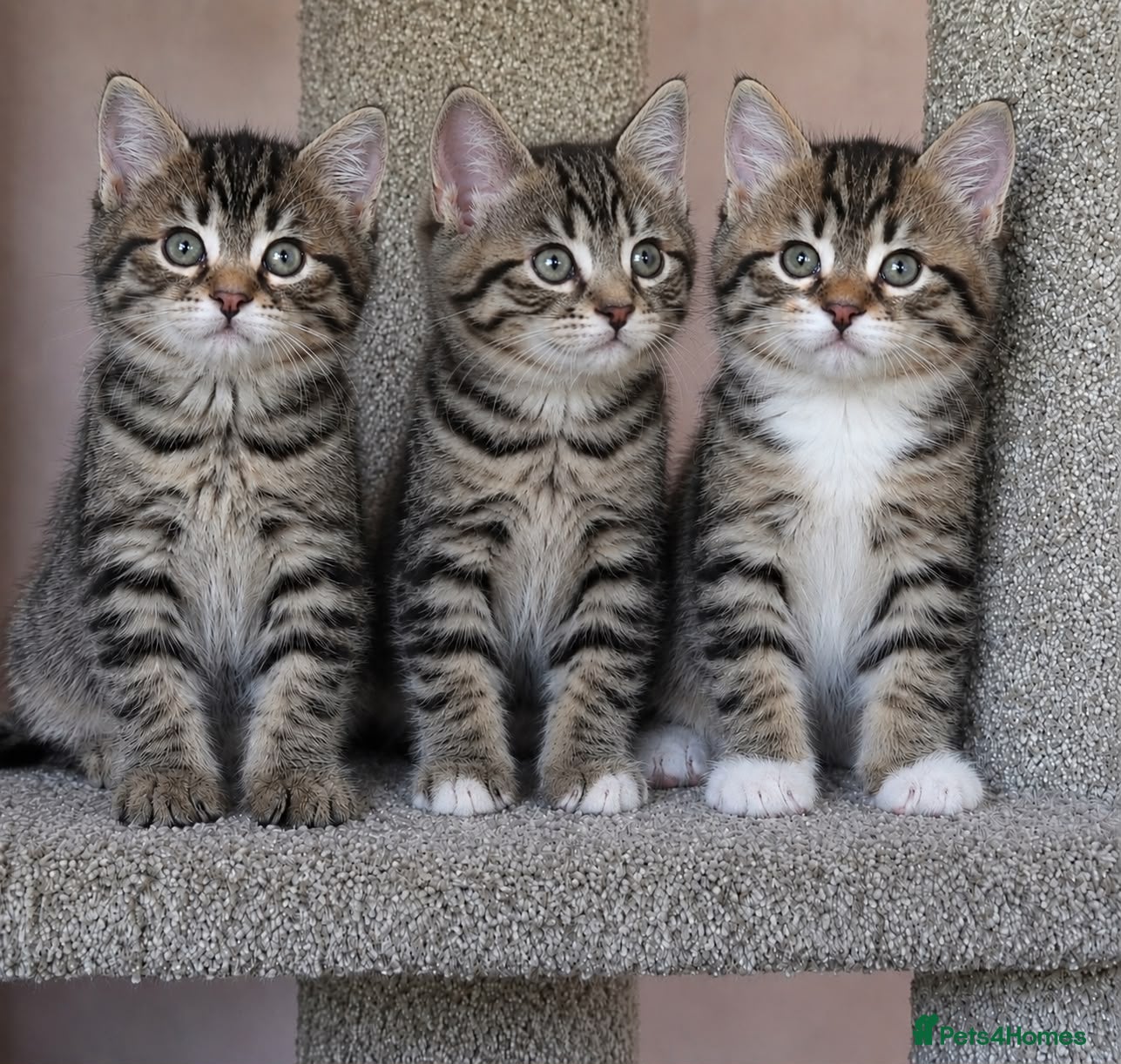 Mixed Breed cats Cute tabby kittens 8 weeks - Advert 4