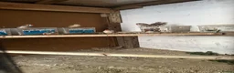 Mixed Breed birds for sale: Zebra finches  in Salford - Advert 2