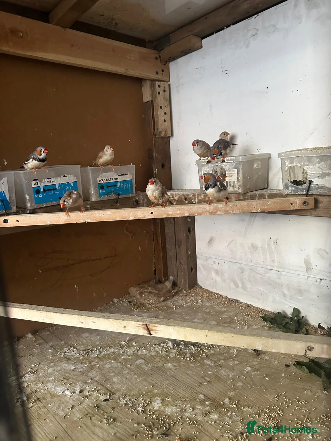 Mixed Breed birds for sale: Zebra finches  in Salford - Advert 2