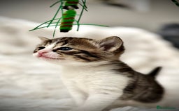 Ragdoll cats for sale: 🌟 Ragdoll x Bengal – Exquisite Baby Kittens 🌟 - Image 7