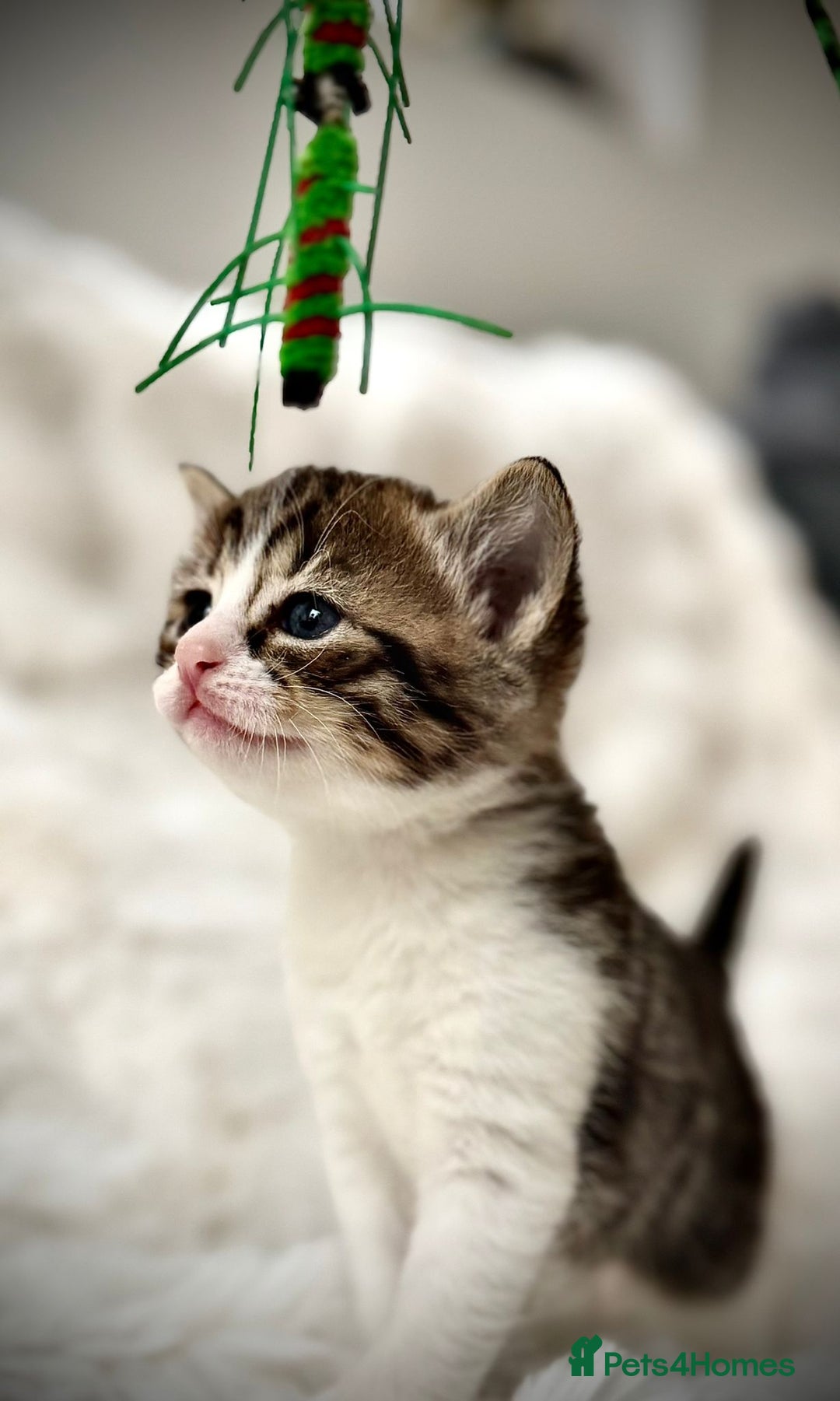 Ragdoll cats for sale: 🌟 Ragdoll x Bengal – Exquisite Baby Kittens 🌟 - Image 7