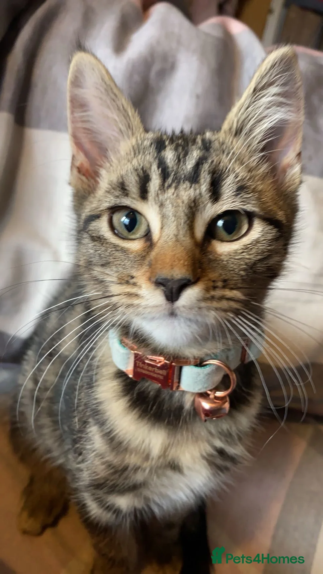 Mixed Breed cats for sale: 3 beautiful kittens for sale - Advert 2