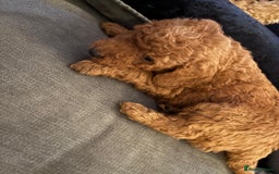 Goldendoodle dogs for sale: F1b goldendoodle pups  - Image 13