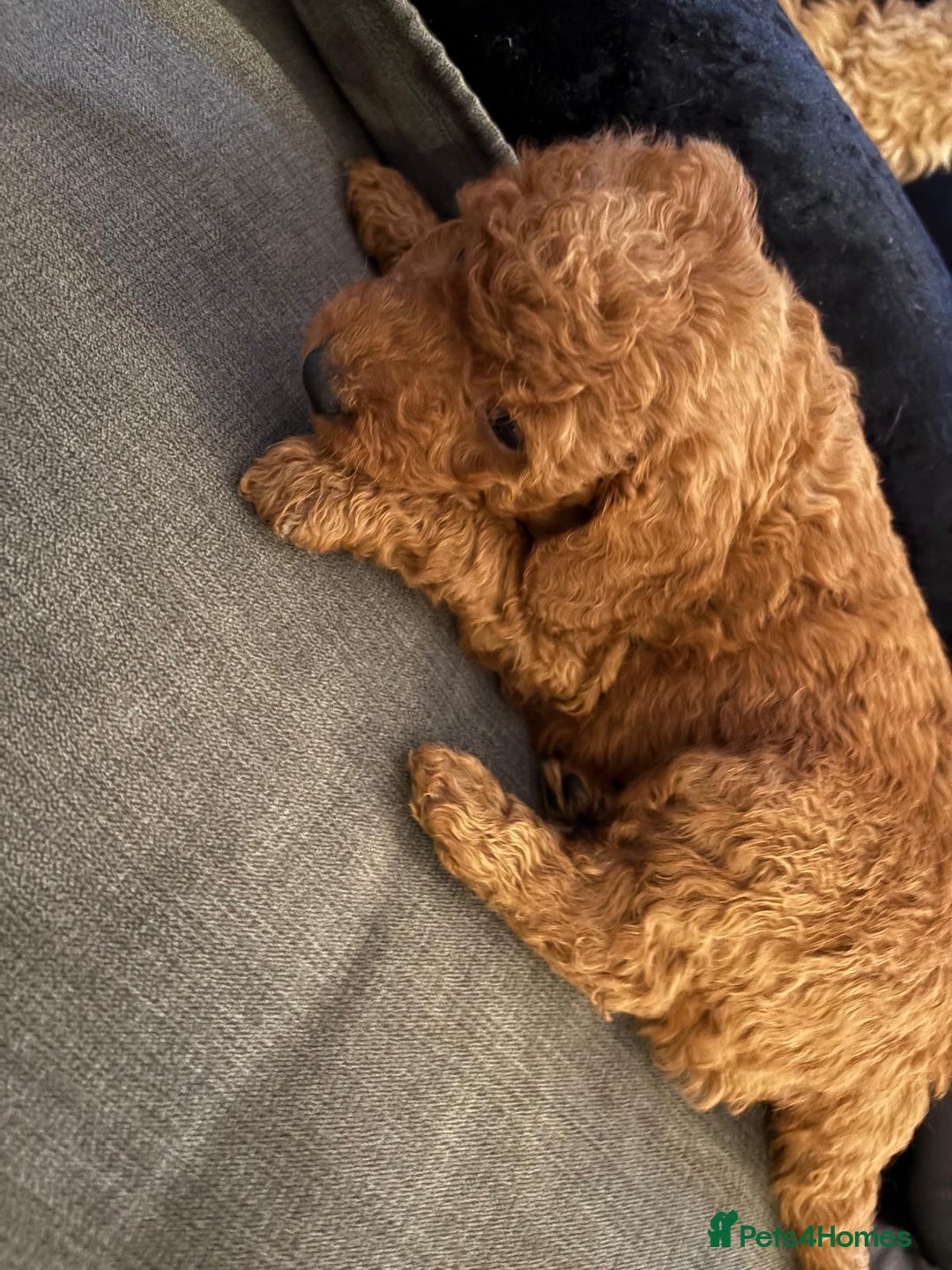 Goldendoodle dogs for sale: F1b goldendoodle pups  - Image 13