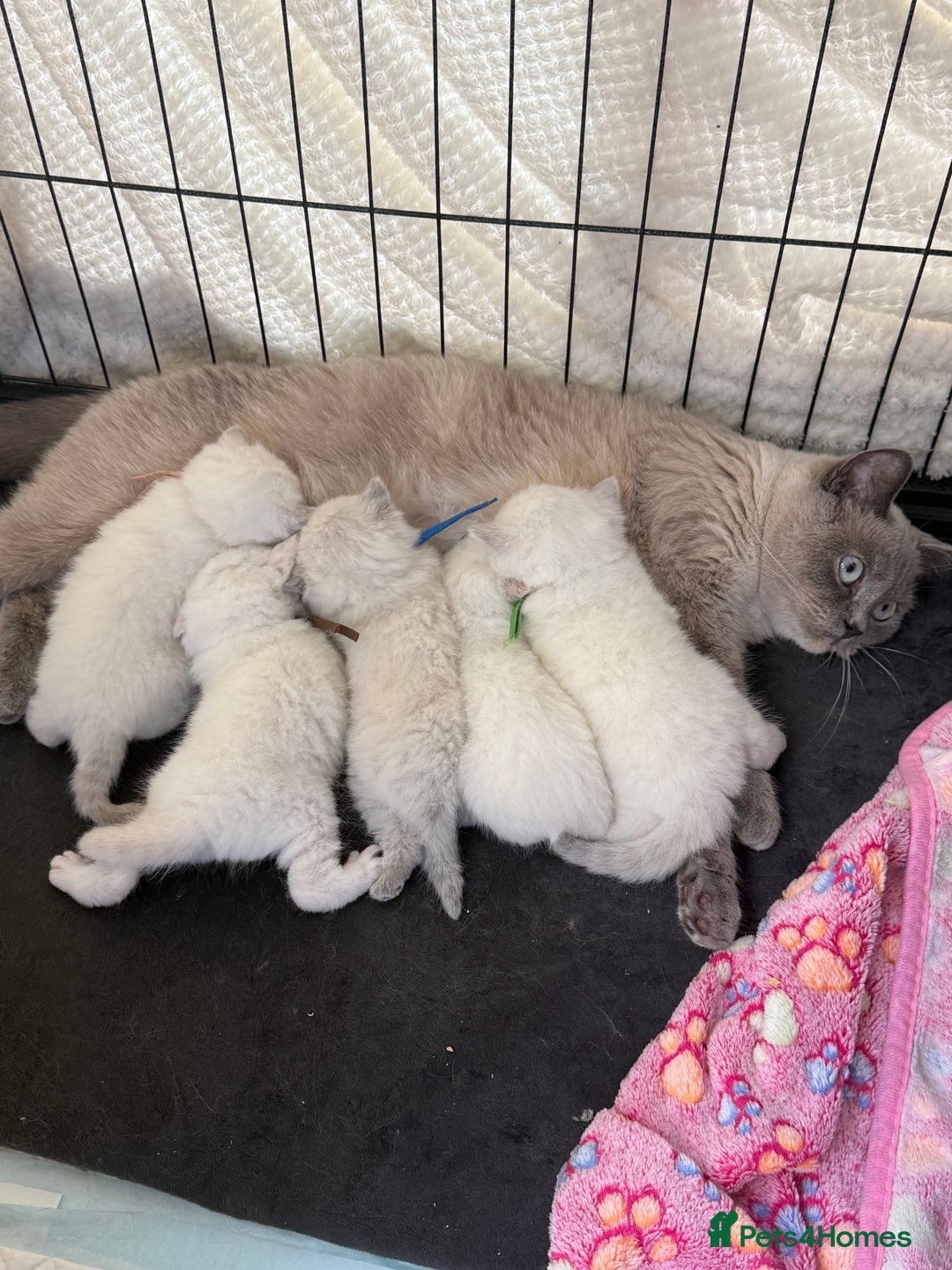 British Shorthair cats for sale: 5 lilac colour point kittens  - Advert 13