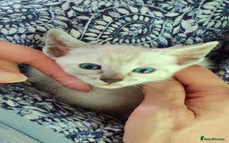 Oriental cats for sale: Havana Brown and Snow Lynx Bengal Cross kittens - Image 2