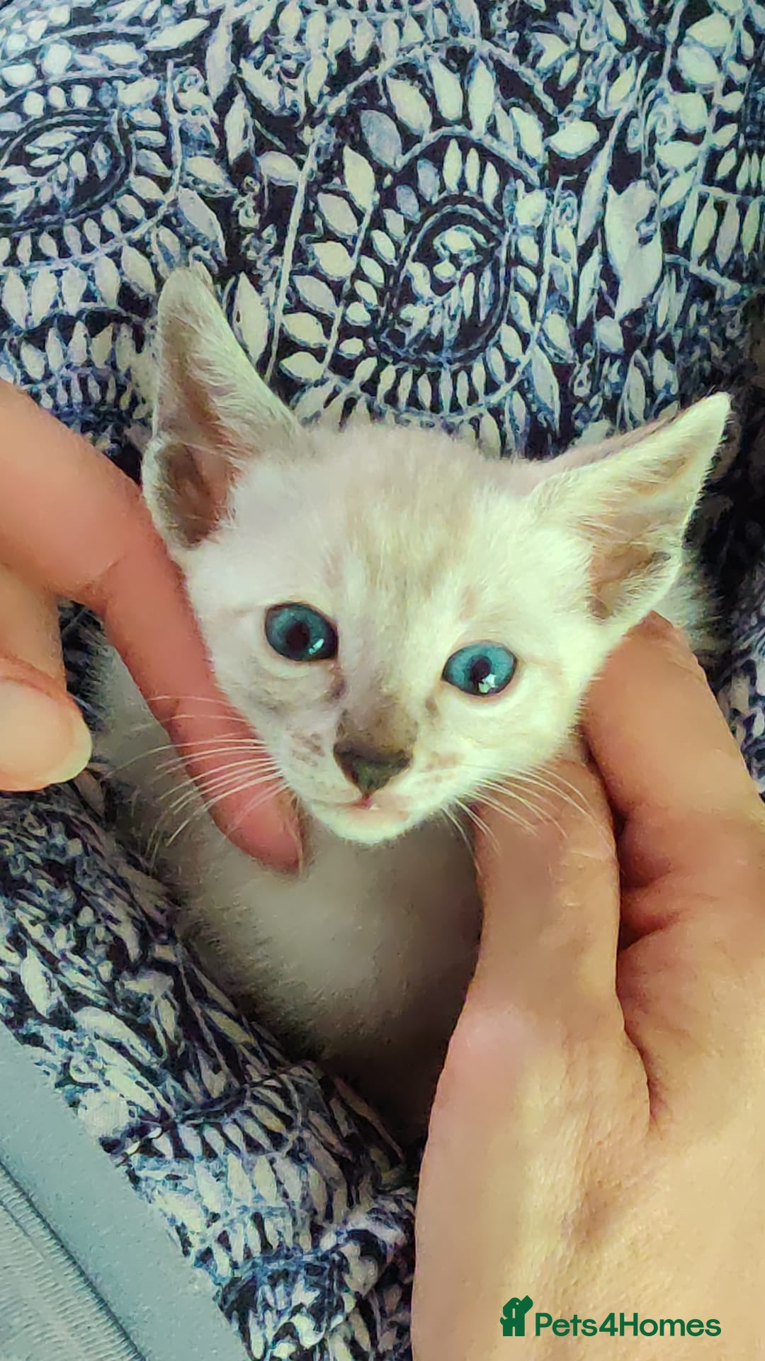 Oriental cats for sale: Havana Brown and Snow Lynx Bengal Cross kittens - Image 2