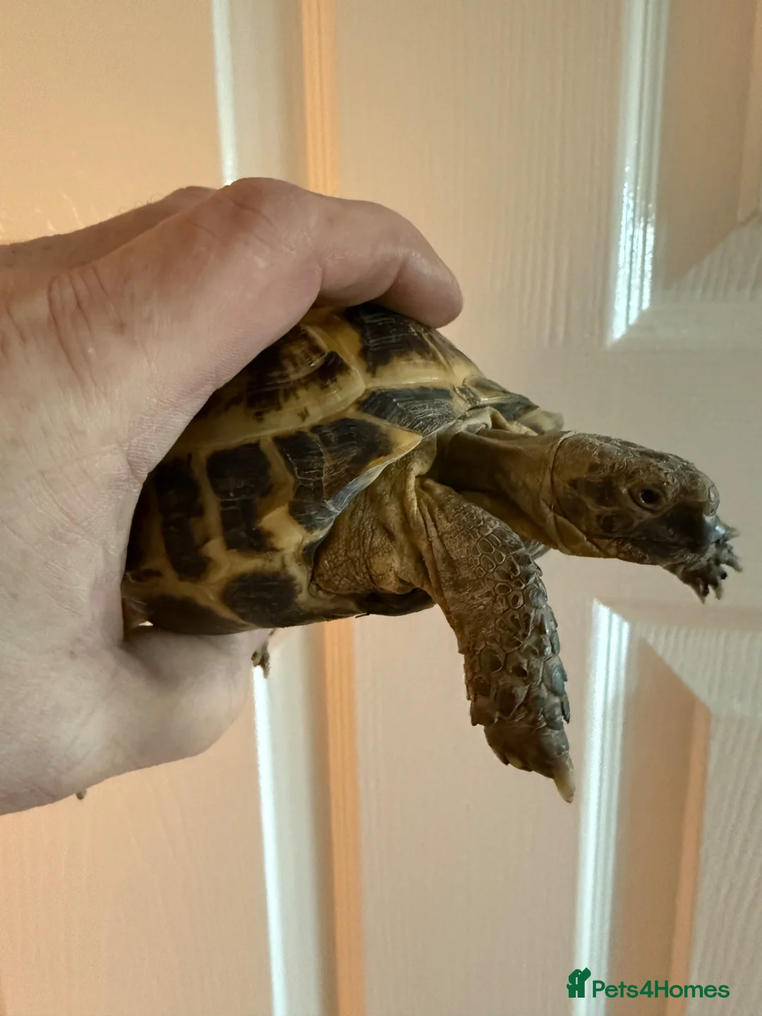 Tortoise reptiles for sale: 6 year old adult male Horsfield Tortoise - Advert 7