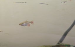 Minnows fish for sale: Vietnamese Minnows - Image 2