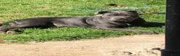 Staffordshire Bull Terrier dogs for sale: nova  - Advert 1