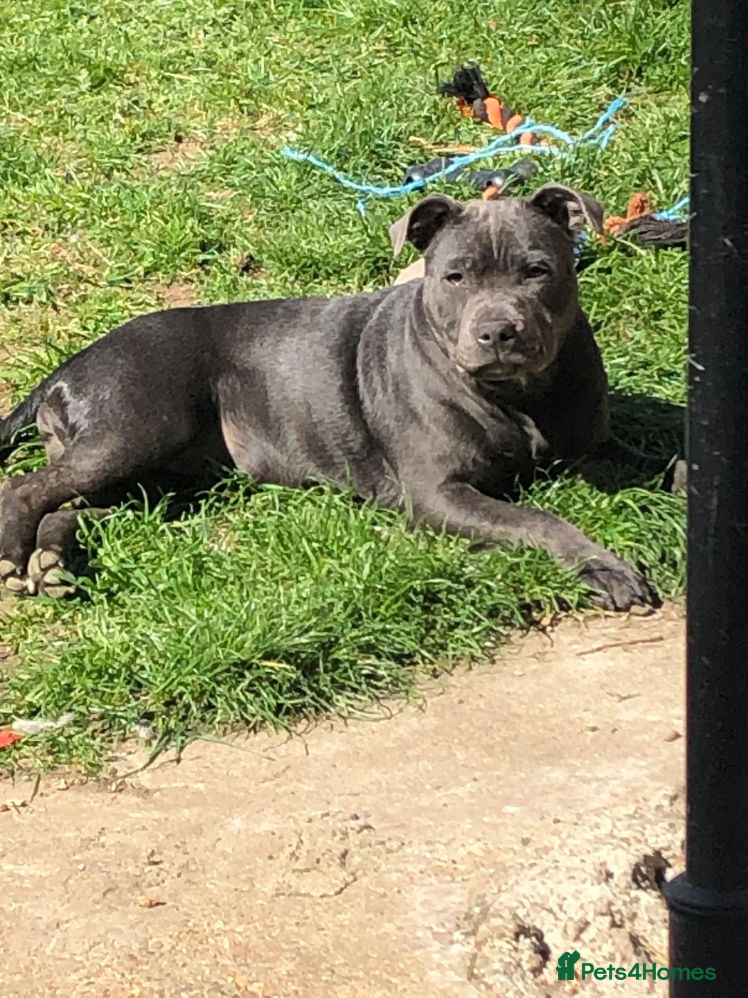 Staffordshire Bull Terrier dogs for sale: nova  - Advert 1