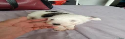Chinese Crested dogs for sale: Chinese Crested Powder Puff Puppies – Ready Now 🐾 - Advert 15