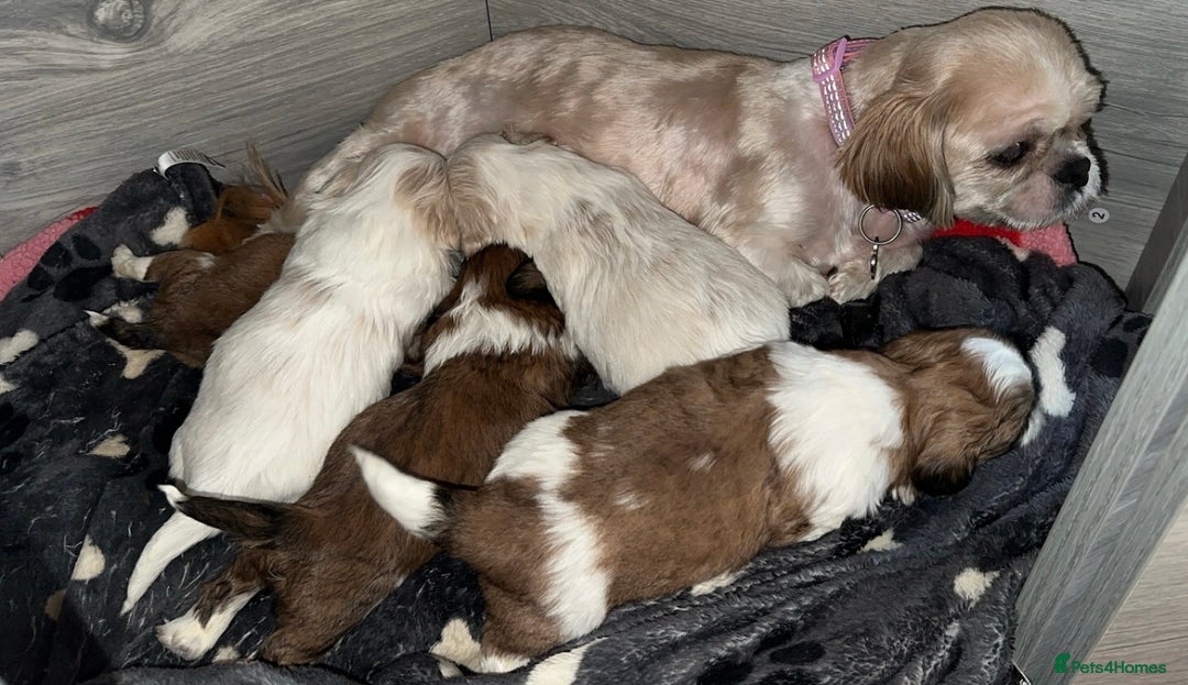 Shih Tzu dogs for sale: Stunning imperial shih tzu puppies  - Advert 31