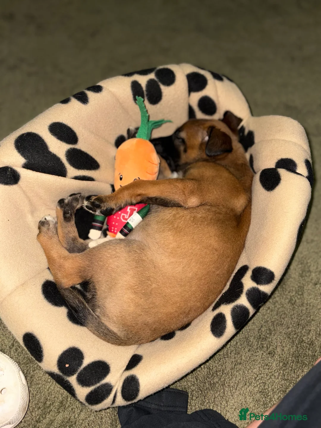 Belgian Shepherd Dog dogs for sale: Belgian Malinois Puppies - Advert 20