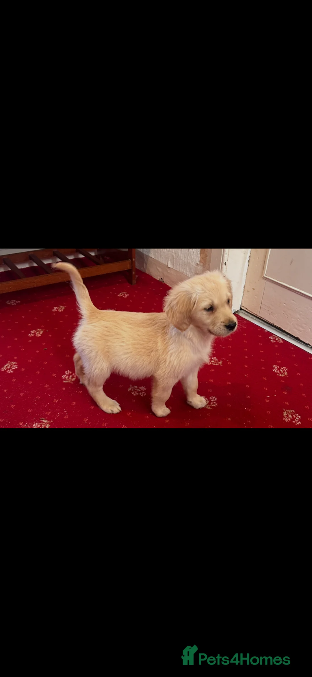 Golden Retriever dogs for sale: Golden Retriever puppies  - Advert 2