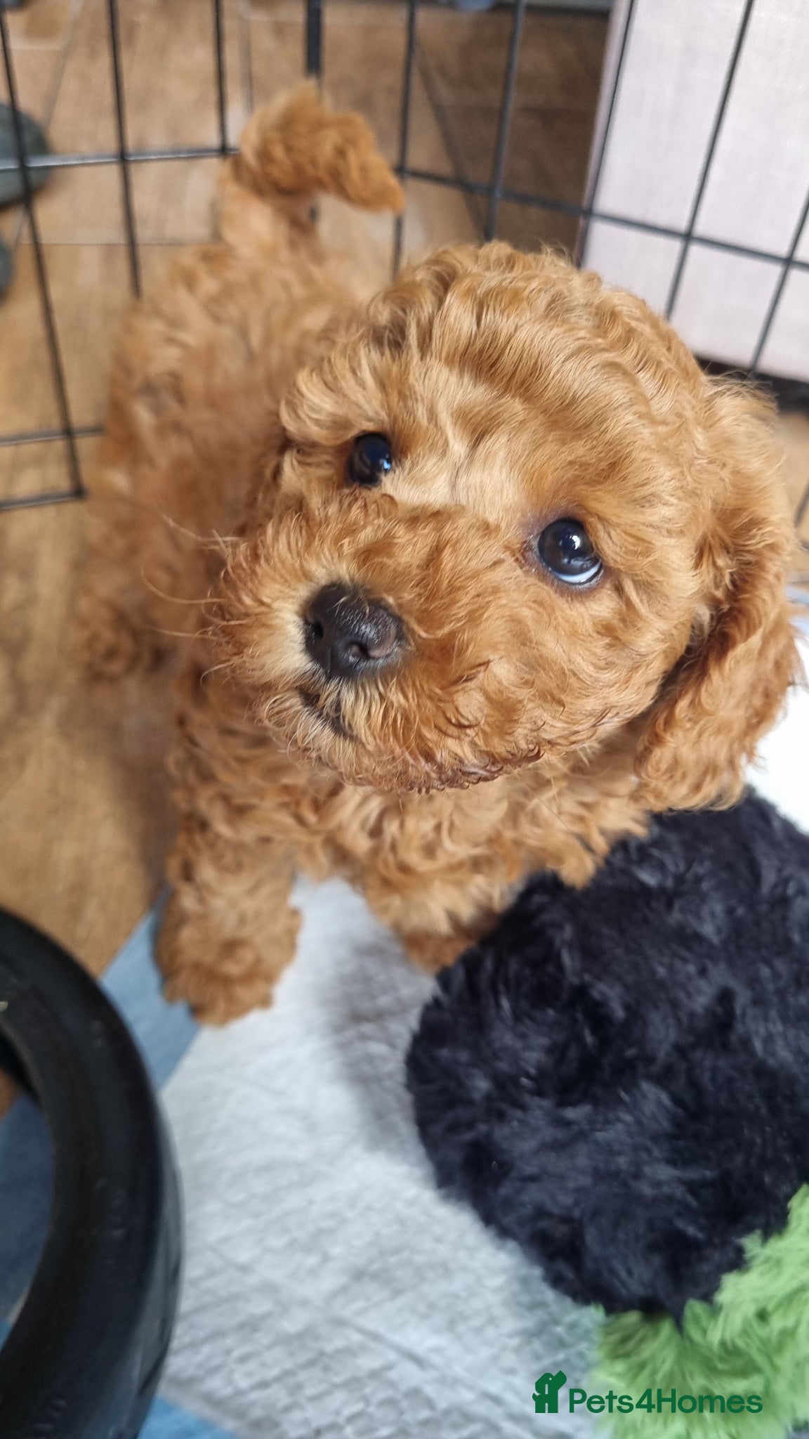 Maltipoo dogs 💕 Beautiful Maltipoo Girls available 💕  - Advert 11