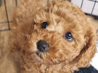 Maltipoo dogs 💕 Beautiful Maltipoo Girls available 💕 - Advert 11
