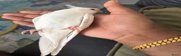Cockatiels birds for sale: Hand Reared Abino Baby Cockatiel - Advert 3