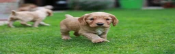 Cocker Spaniel dogs for sale: Gorgeous Working Cocker Spaniel Pups  - Advert 23