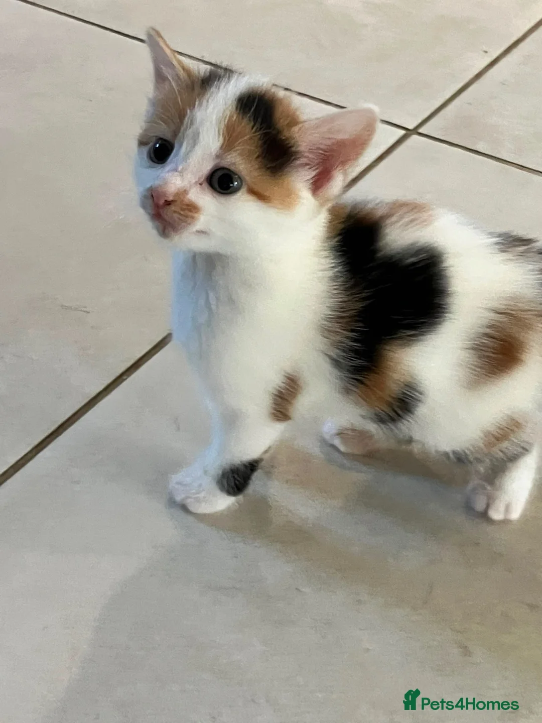 Mixed Breed cats for sale: Two lovely kittens remaining  - Advert 2