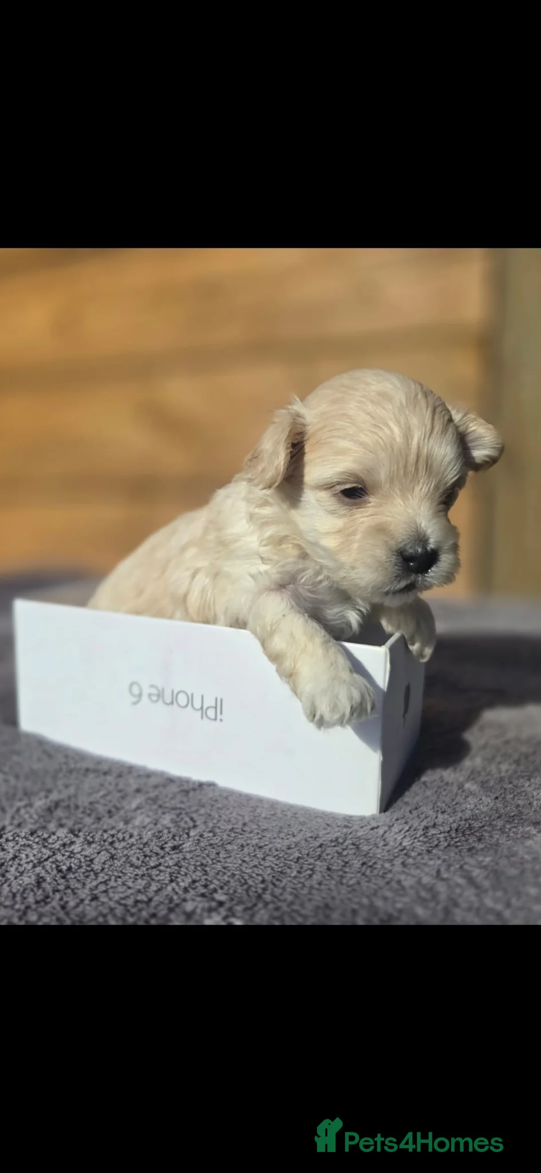 Maltipoo dogs for sale: F1🎀Maltipoo 🎀Luxury rare🎀 KC parents - Advert 36