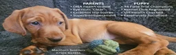 Labrador Retriever dogs for sale: Stunning Red Fox Labs-Health checked, KC Reg, FTCH - Advert 2