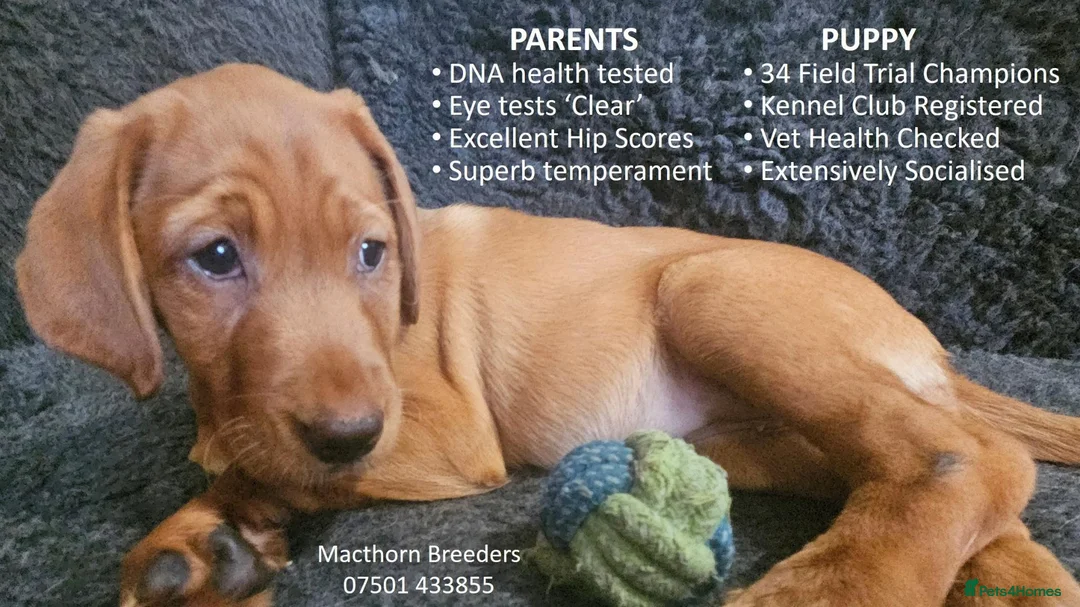 Labrador Retriever dogs for sale: Stunning Red Fox Labs-Health checked, KC Reg, FTCH - Advert 2