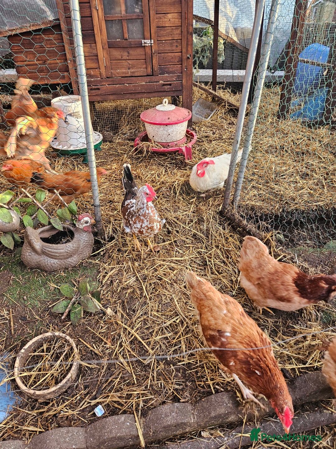 Chickens poultry for sale: 11 hens 1 cockrel  - Advert 27