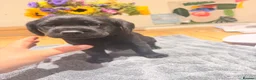 Labrador Retriever dogs for sale: Beautiful litter of Labrador Puppies  - Advert 20