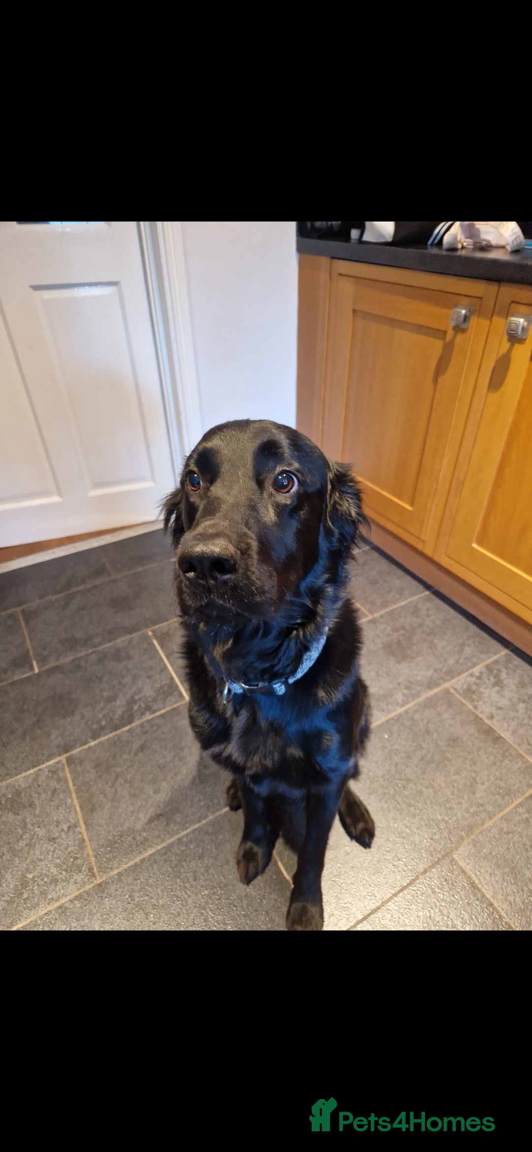 Border Collie dogs 4 year old Border Collie Lab cross in Hebburn - Advert 3