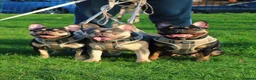 French Bulldog dogs for sale: Stunning French Bulldog Pups  - Advert 6