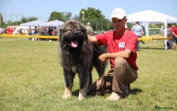 Caucasian Shepherd Dog dogs for sale: Russian champion blood line Caucasian puppy 1 male - Image 6