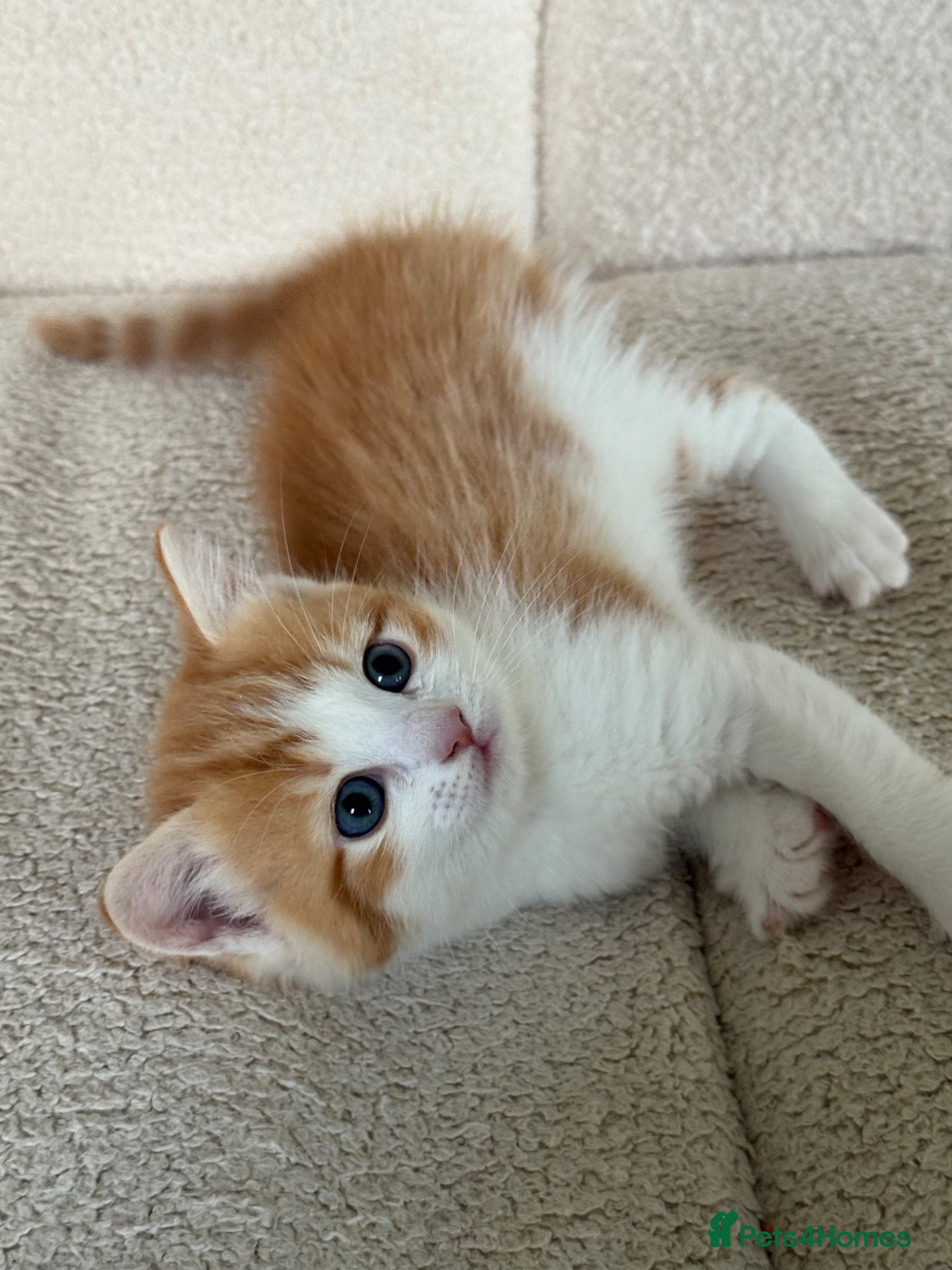 Ragdoll cats Beautiful Calico x Ragdoll Kittens  - Advert 16
