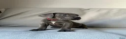 Cane Corso dogs for sale: BLUE CANE CORSO PUPS!!! in Newark - Advert 7