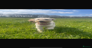 Cockapoo dogs - Advert 12