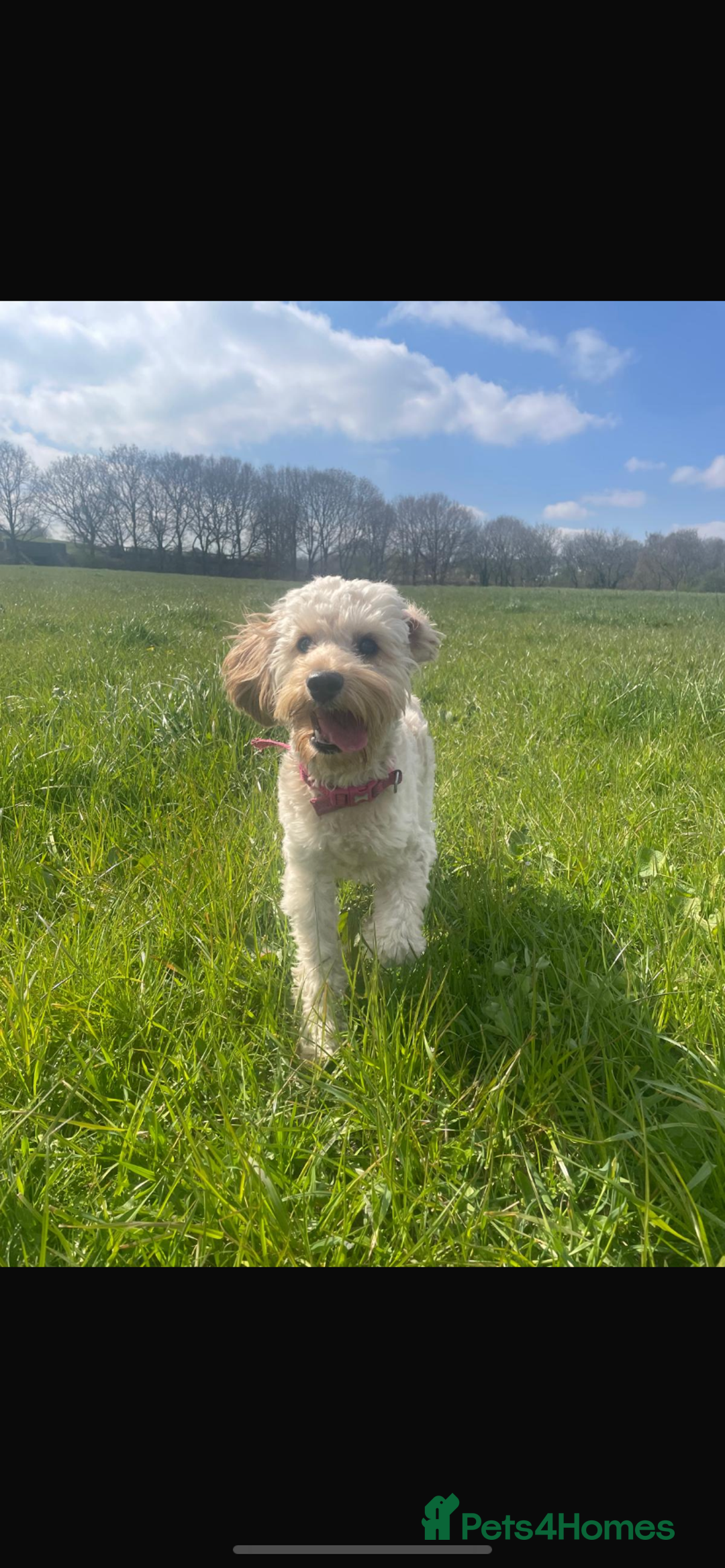 Cockapoo dogs for sale: 🌸3 gorgeous Chunky Cockapoos 🌸 - Image 2