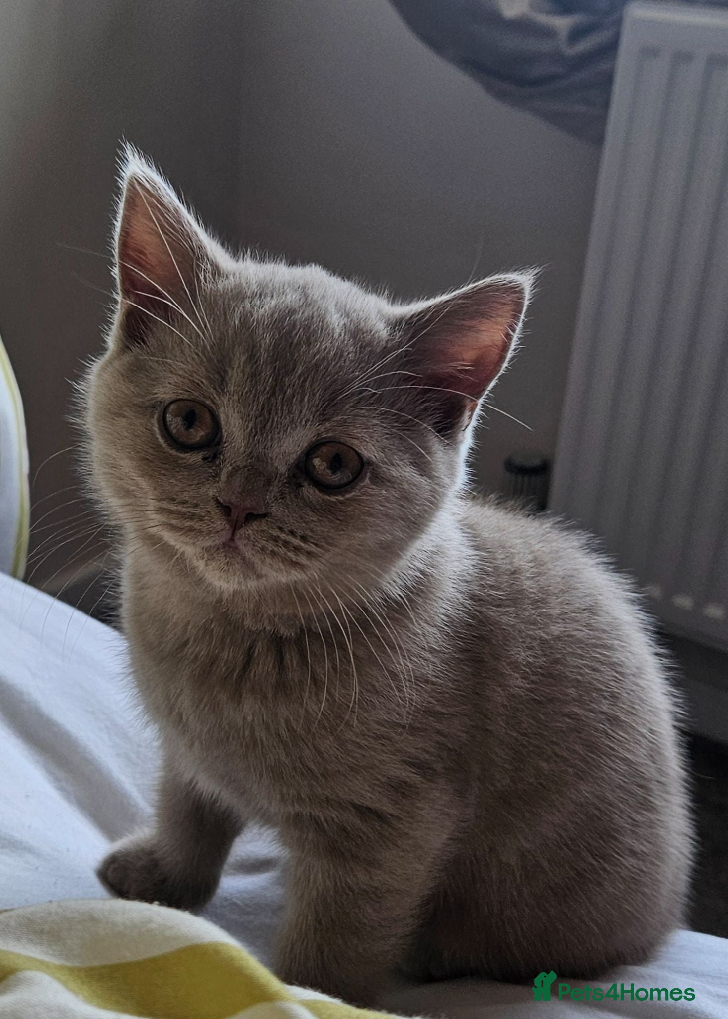 British Shorthair cats Full British Shorthair Kittens - Advert 14