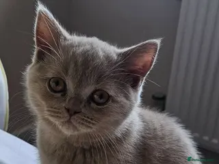 British Shorthair cats Full British Shorthair Kittens - Advert 1