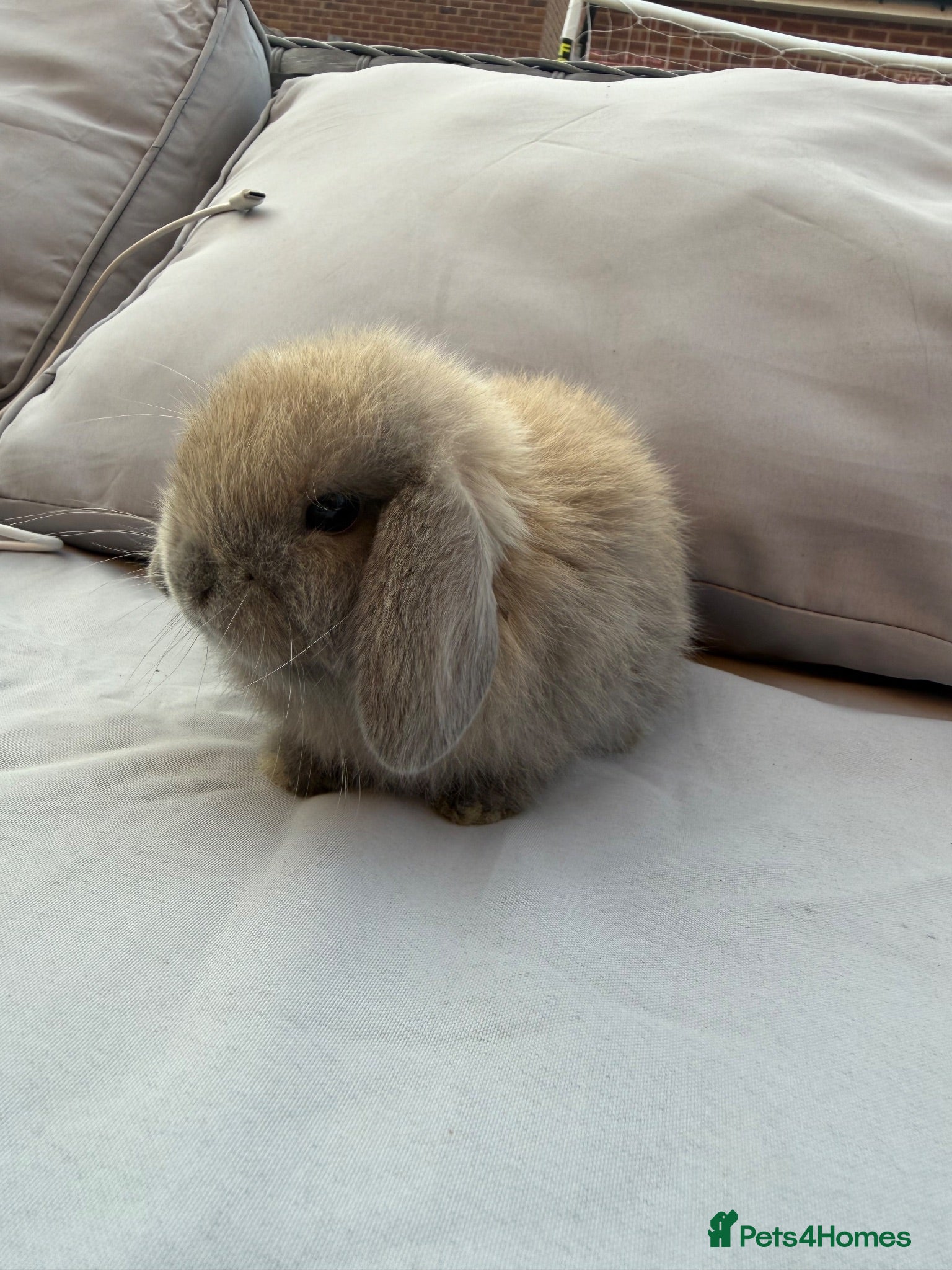 Mini Lop rabbits Mini lop bunnies - Advert 1