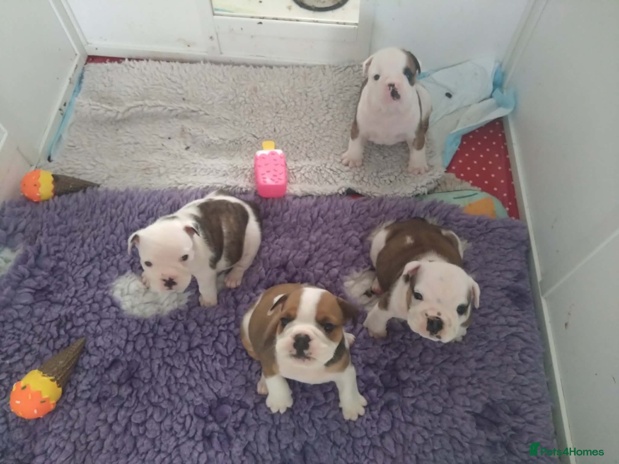 English Bulldog dogs STUNNING PUPS FROM HEALTH TESTED PARENTS - Advert 7