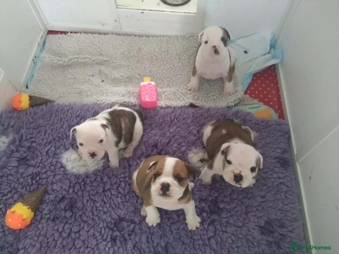 English Bulldog dogs for sale: STUNNING PUPS FROM HEALTH TESTED PARENTS - Advert 1