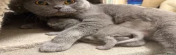 British Shorthair cats for sale: British shorthair  - Advert 1