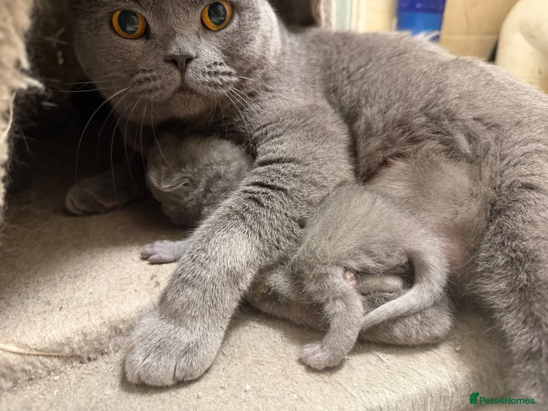 British Shorthair cats for sale: British shorthair  - Advert 1