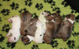 Bull Terrier dogs for stud: English Bull Terrier STUD dog - Image 19