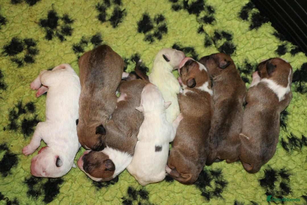 Bull Terrier dogs for stud: English Bull Terrier STUD dog - Image 19