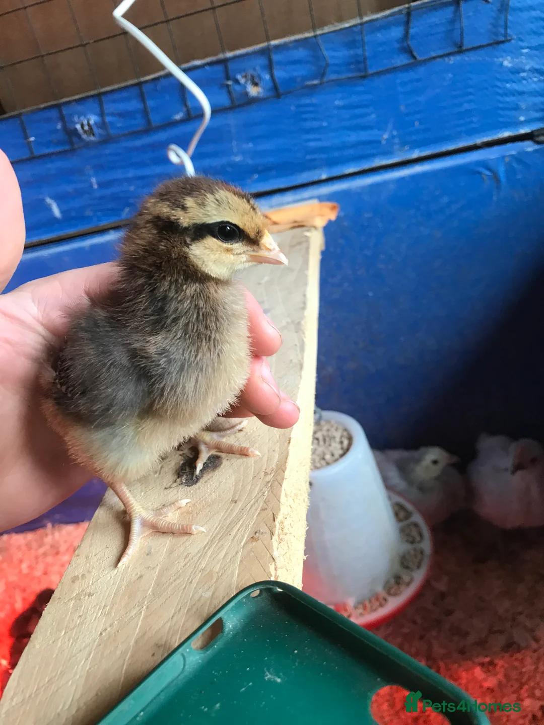 Chickens poultry for sale: Day old chicks & all poultry available  - Advert 5