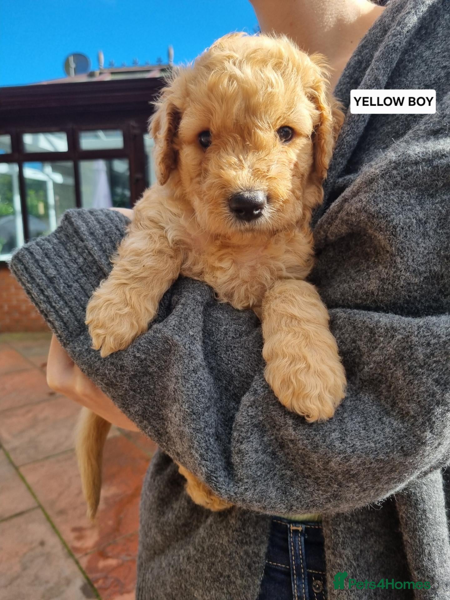 Goldendoodle dogs 🐾FINAL FOUR🐾 Stunning F2b Goldendoodles - Advert 12
