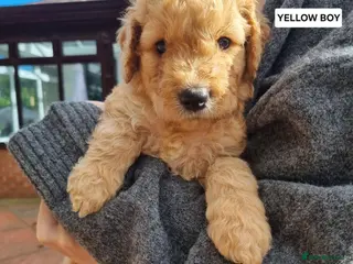 Goldendoodle dogs 🐾FINAL FOUR🐾 Stunning F2b Goldendoodles - Advert 12
