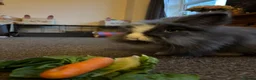 Lionhead rabbits for sale: Male Lionhead Rabbit - Advert 2
