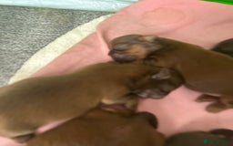 Shih Tzu dogs for sale: Imperial Shih tzu  - Image 4